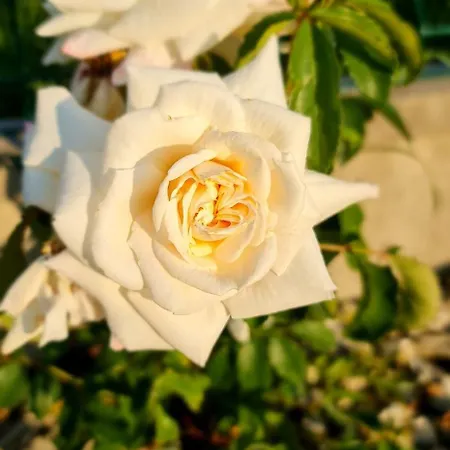 4 Zywioly Caloroczne W Gorach - Dostep Do Sauny