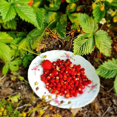 4 Zywioly Caloroczne W Gorach - Dostep Do Sauny *